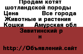 Продам котят шотландской породы › Цена ­ 2 000 - Все города Животные и растения » Кошки   . Амурская обл.,Завитинский р-н